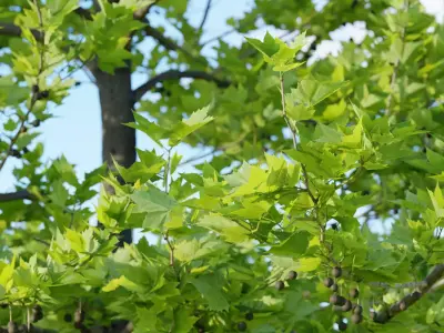 tree Platanus tree platanus 07 Free 3D model