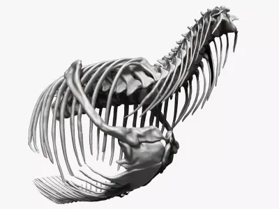 Dinosaur Tarbosaurus Bataar Rib and  Neck Set Skeletons 3D model
