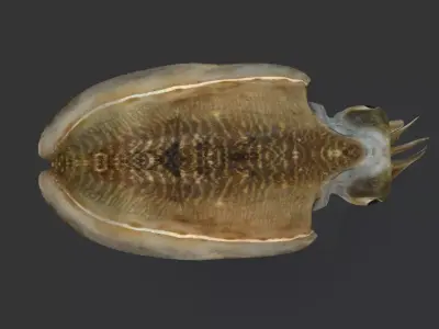 Realistic Cuttlefish Animated 3D model