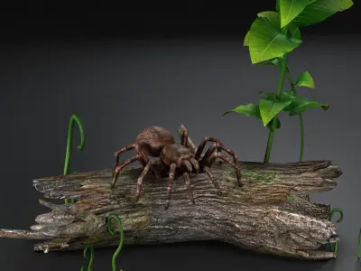 Spider black widow tarantula tarantula Insects 3D model