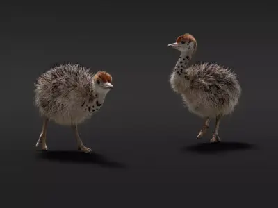 Young Ostrich Animated 3D model