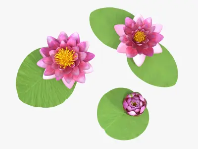 Nymphaea Siam Purple Leaf Set 3D model