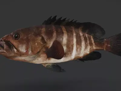 Bar Cod - Banded Rock Cod Animated 3D model