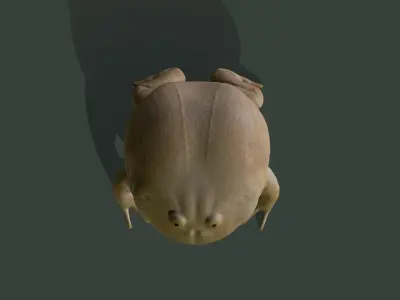Toad Budgetts frog Free 3D model