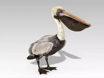 Brown Pelican Low-poly 3D model