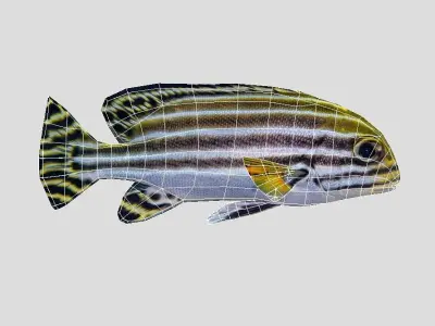 Striped sweetlips Low-poly 3D model