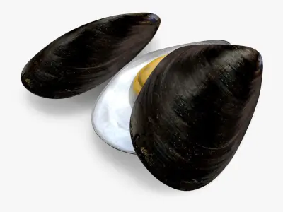 Mussel Shell 3D model