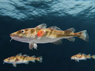 Cod Atlantic - Saltwater Fish Low-poly 3D model