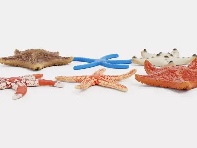-Starfishes - Rigged Collection- 3D model