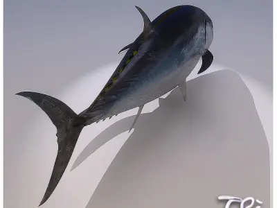 TUNA BLUEFIN 3D model