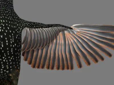 Sturnidae or Starling 3D model