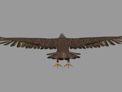 golden bald eagle hawk bird animal royal fly feather wing  3D model
