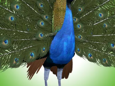 Peacock Rig Low-poly 3D model