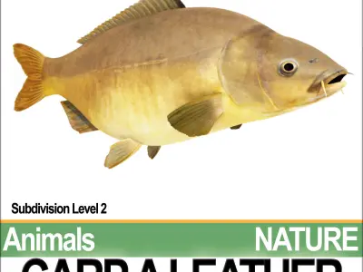 Carp A Leather 3D model