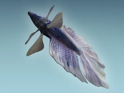 Betta Fish 3 3D model