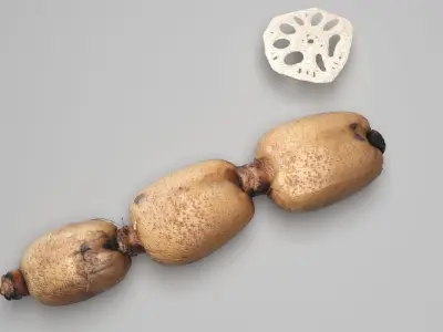 Lotus Root 3D model