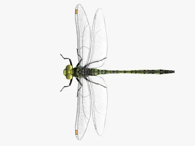 4K Dragon Fly Low-poly 3D model