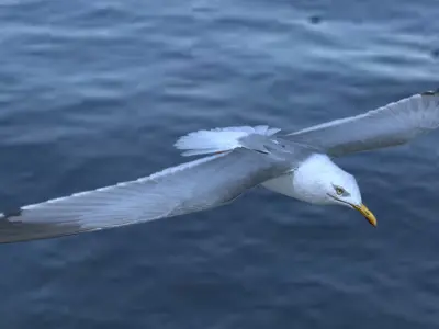 Low poly animated seagull Low-poly 3D model