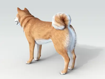 Dog Shiba Ini with Fur - Rigged Low-poly 3D model