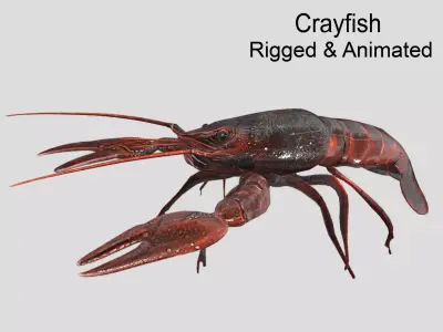 Crayfish Realistic Animated Low-poly 3D model
