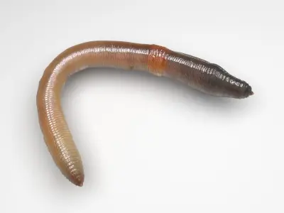 Earthworm 3D model