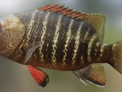 Mangrove Snapper Fish 3D model