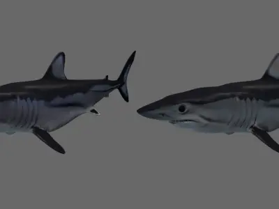 Shortfin Mako Shark 3D model