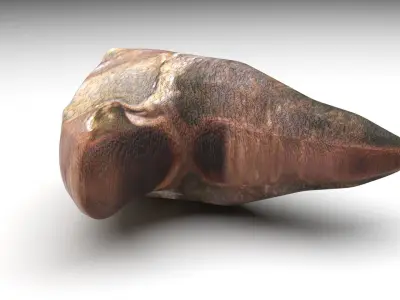 Triceratops Tooth 3D model