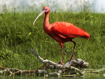 Scarlet Ibis 3D model