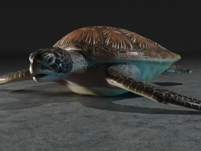 Turtle Low-poly 3D model