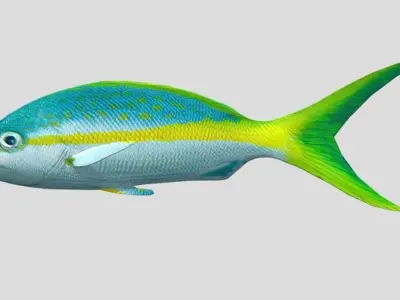 Yellow Snapper Low-poly 3D model