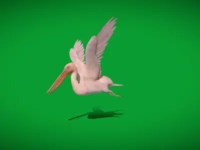 Pelican Bird Low-poly 3D model