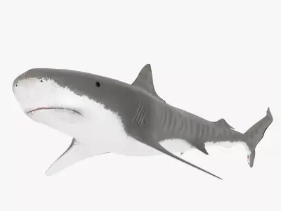 Tiger Shark Low-poly 3D model