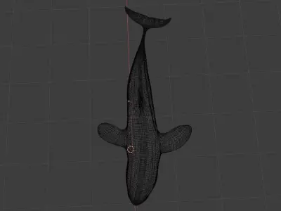  killer whale Free 3D model