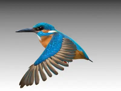Kingfisher Low-poly 3D model