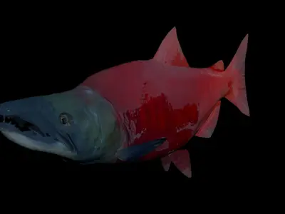 Sockeye Salmon 3D model