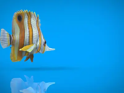 CORAL FISH Low-poly 3D model