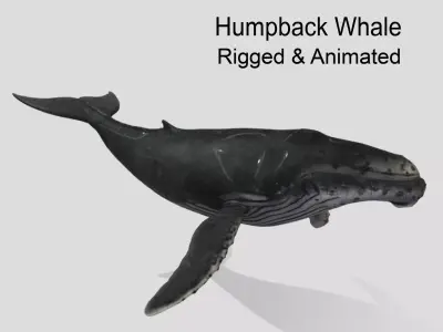 Humpback Whale Animated Low-poly 3D model
