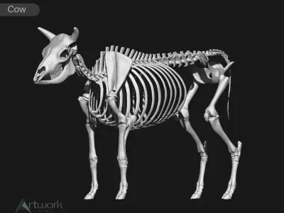 Cow skeleton 3D model