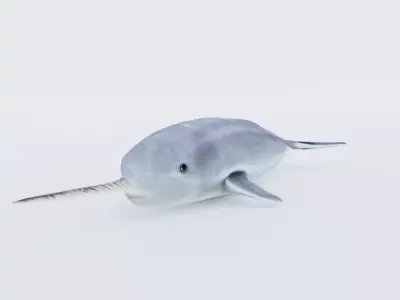 Narwhal Free 3D model