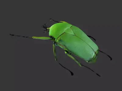 Dicronorhina Micans Male 3D model