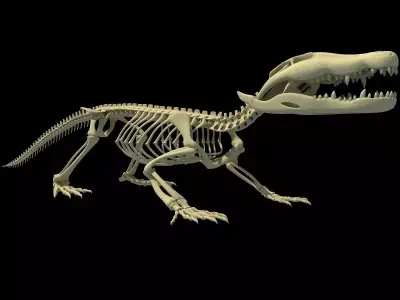 Crocodile Anatomical Skeleton 3D model