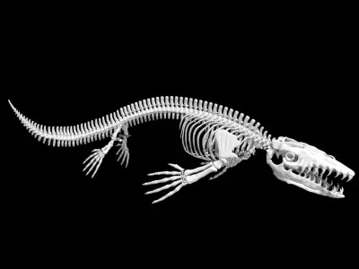 Mosasaurus skeleton Low-poly 3D model