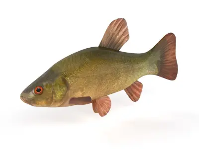 Tench Fish 3D model