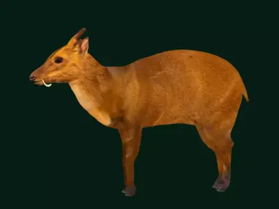 Chinese Muntjac Deer Free low-poly 3D model