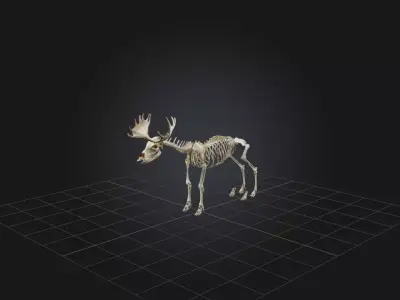 Realistic Moose Skeleton Model Low-poly 3D model