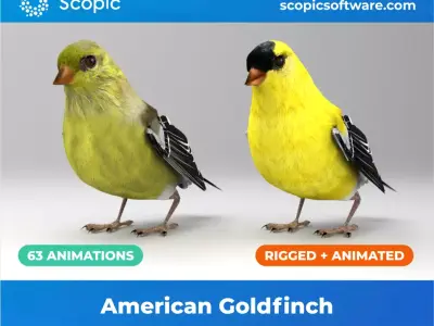 3D Bird Pack North American Eastern Goldfinch Male and Female Low-poly 3D model