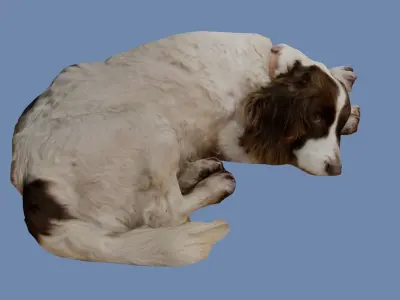 Old Sleeping Springer Spaniel Dog Photoscan Low-poly 3D model
