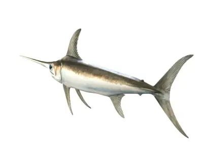 Swordfish Fish Xiphias Gladius 3D model