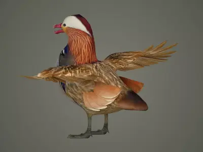 bird duck mandarin colorful beautiful nature animal 3D model